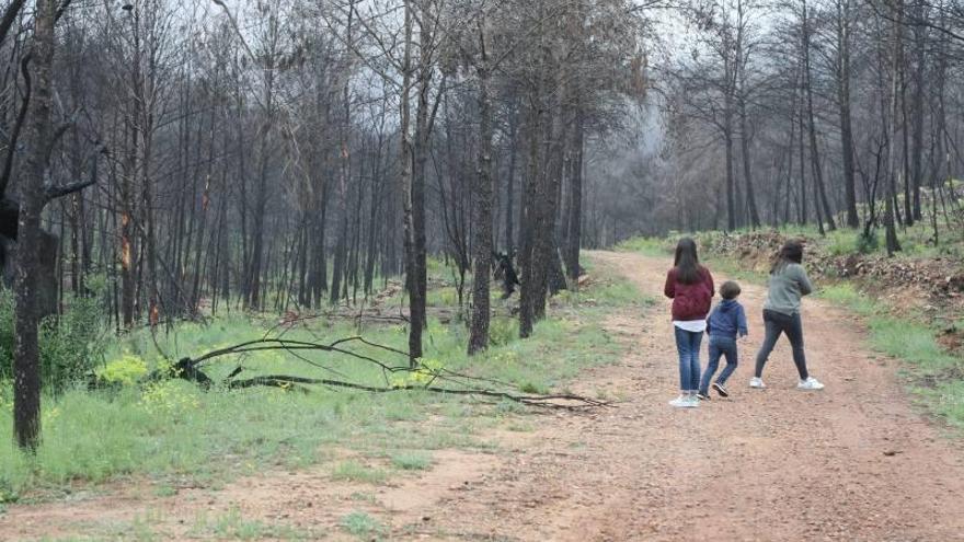 El Consell aprueba las ayudas por el grave incendio de Artana