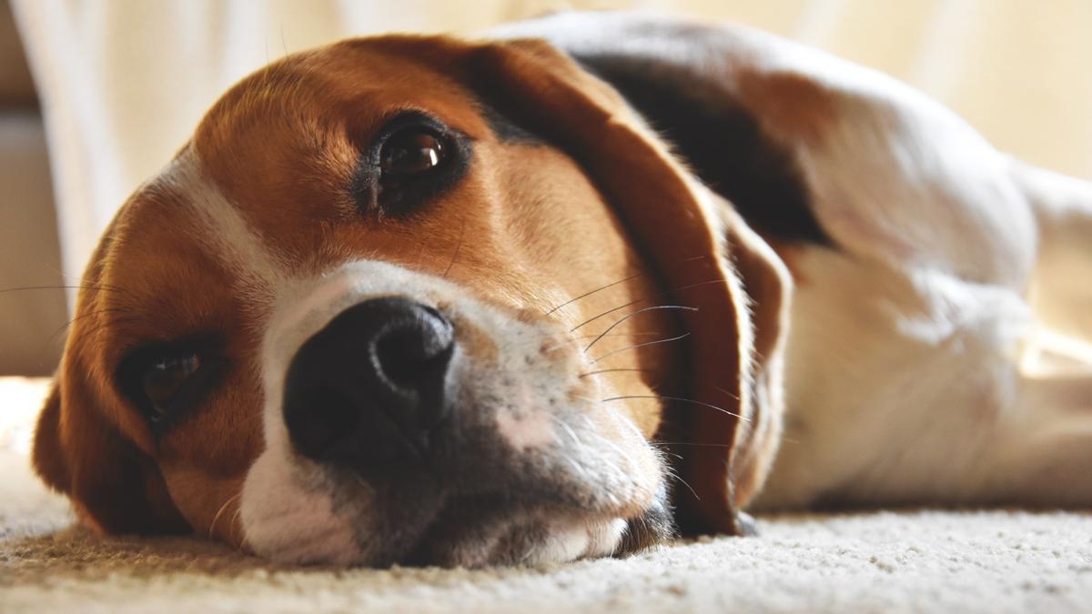 Los beagle son unos de los perros que más ladran.