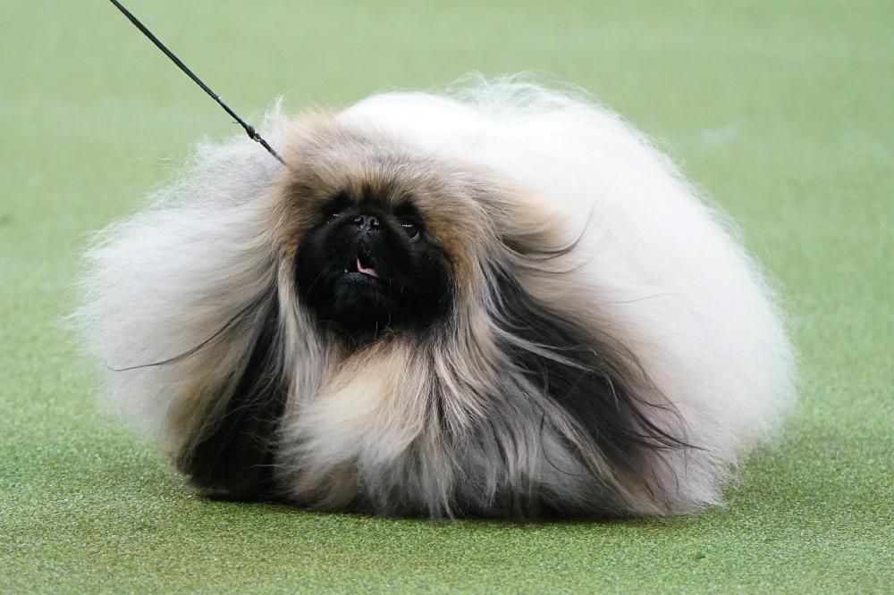 Les millors fotos del concurs de gossos Westminster Kennel Club Dog Show 2020