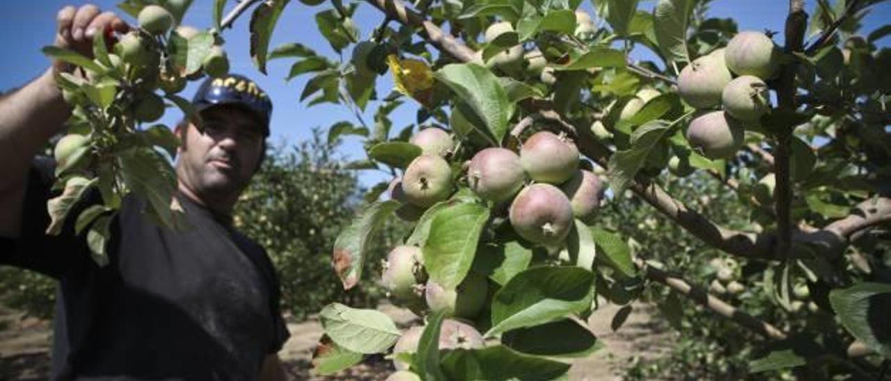 Los agricultores de la zona de la Sarga han estado trabajando esta semana en el clareado para que la fruta alcance su mayor calibre.