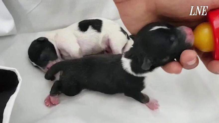 Rescatan de la basura a dos cachorros en Oviedo