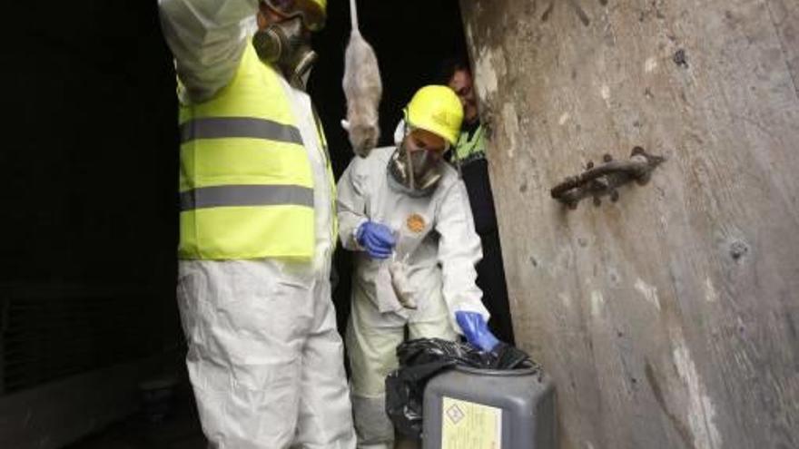 Sanidad da por eliminado el  foco de ratas en el Casco Antiguo