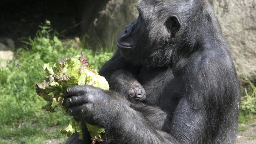 La cria, en braços de la seva mare, a l&#039;hàbitat del zoològic barceloní