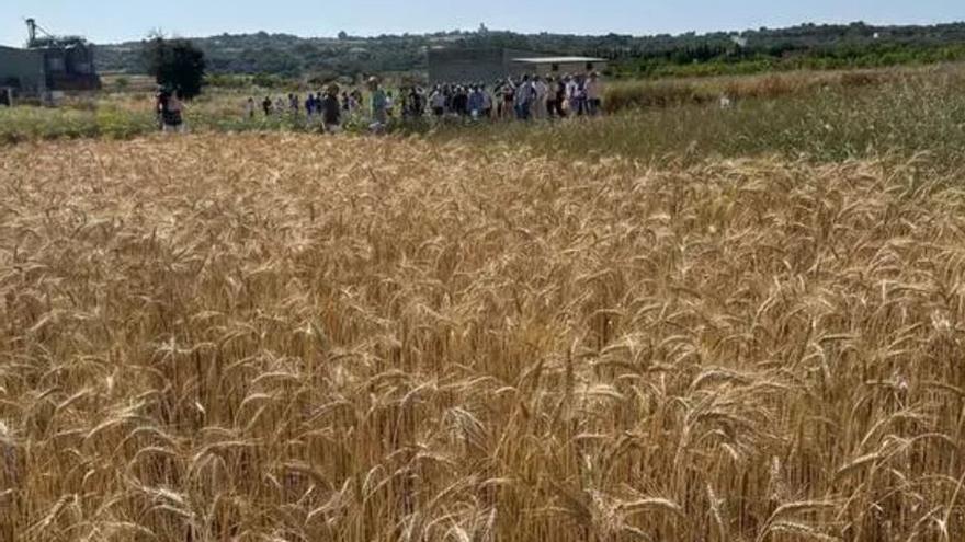 Maig calent i plujós fa l’any ric i abundós