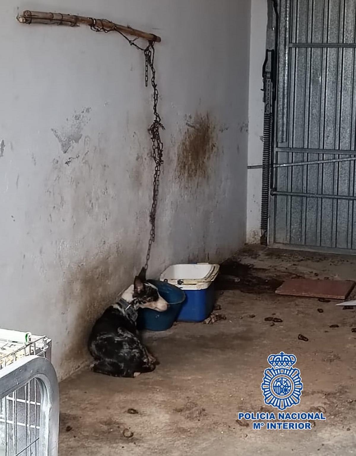 El perro no tenía cadena suficiente para tumbarse por completo.