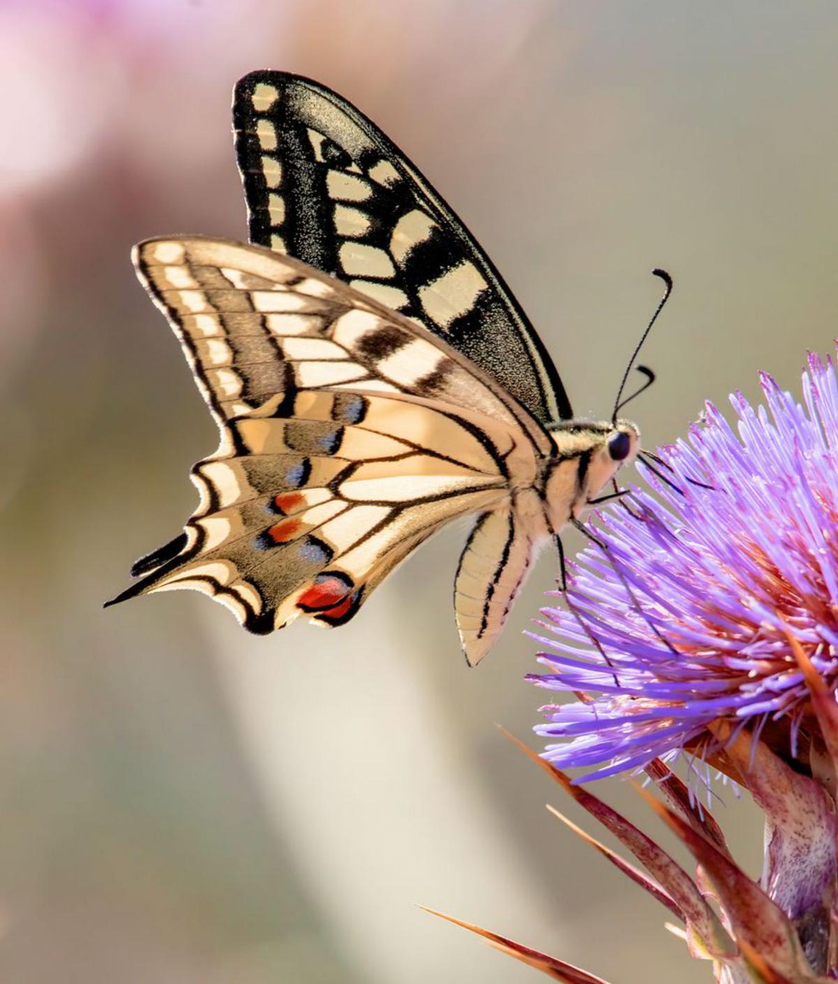 ‘Papallona rei’ (’Papilio machaon’). / R. D.