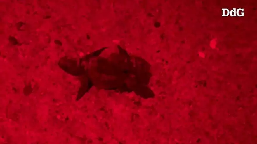 VÍDEO | Neixen les primeres 27 cries de tortuga careta del niu detectat a l'Estartit a principis d'estiu