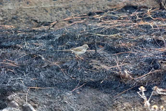 INCENDIO CUMBRE