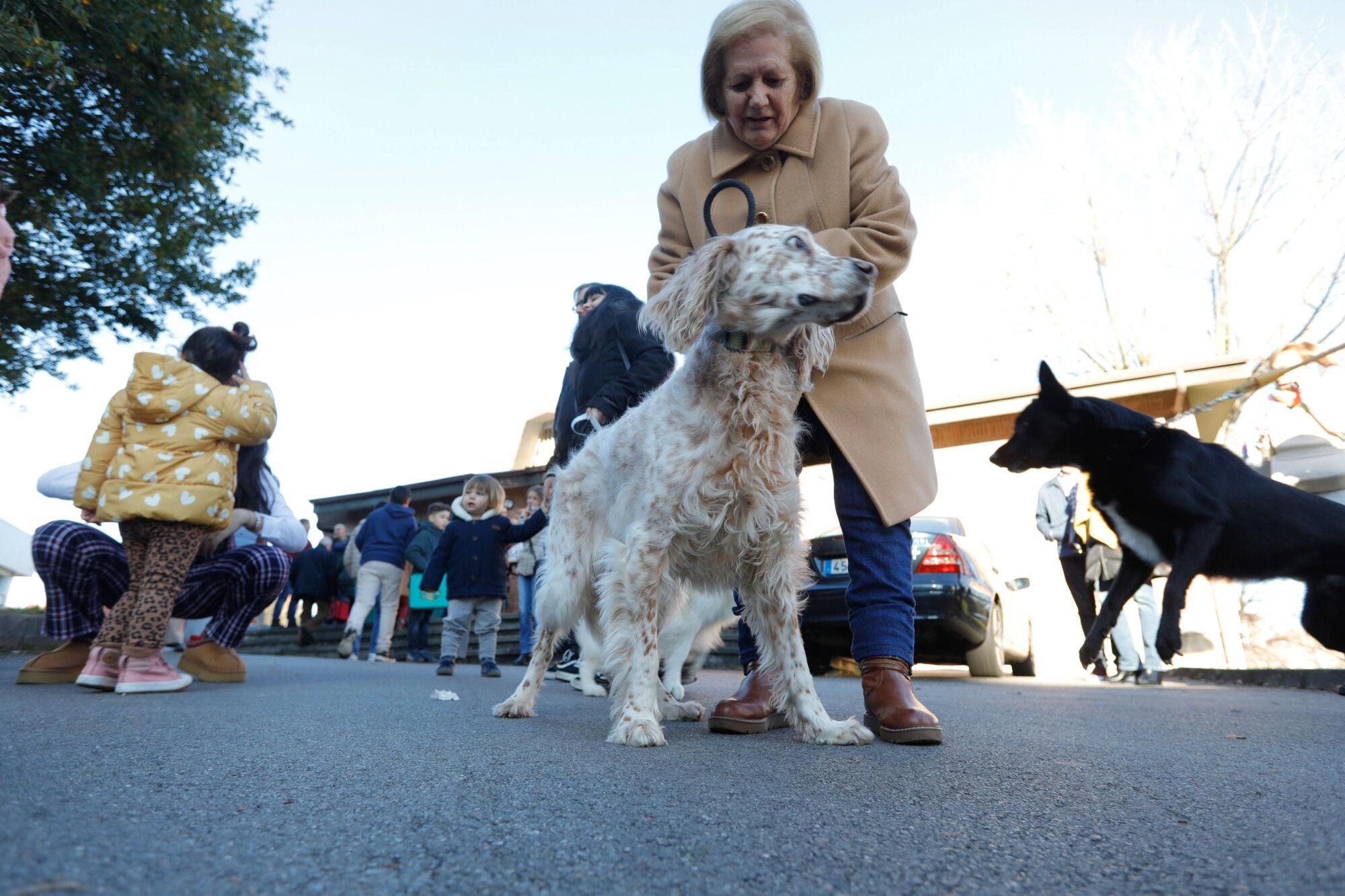 En imágenes: Así fue la bendición de animales por San Antonio en Avilés