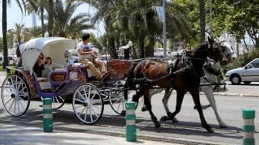 So teuer sollen Fahrten in der Pferdekutsche in Palma werden