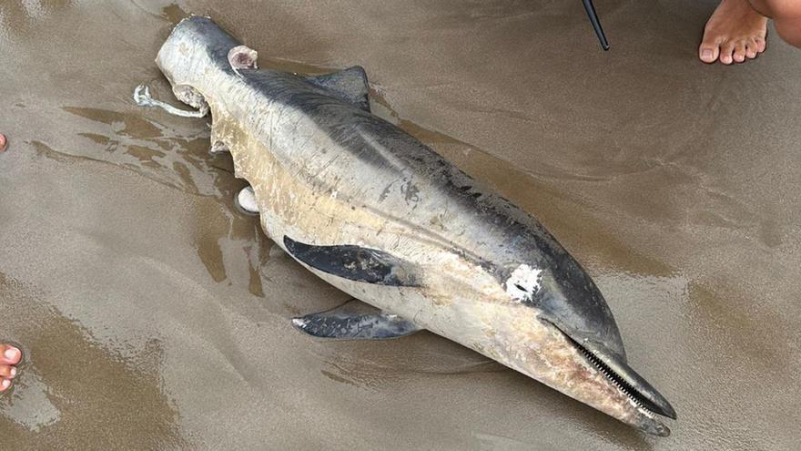 Hallan un delfín mutilado en la playa de La Patacona