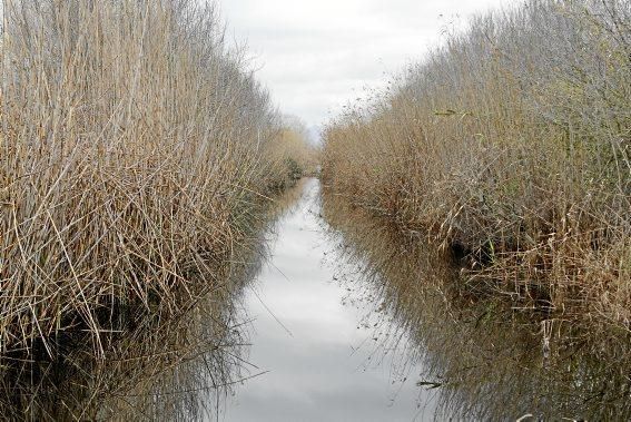 Das Naturschutzgebiet S'Albufera wird 30 Jahre alt - und steckt in einer tiefen Krise. Umweltschützer schlagen Alarm, die Politik bleibt weitgehend untätig.