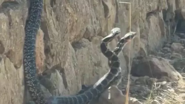 Vídeo: dos grandes serpientes sorprenden a un vecino de Santa Eulária