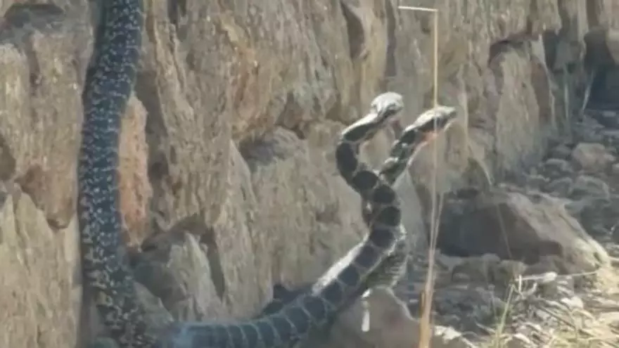 Vídeo: dos grandes serpientes sorprenden a un vecino de Santa Eulária