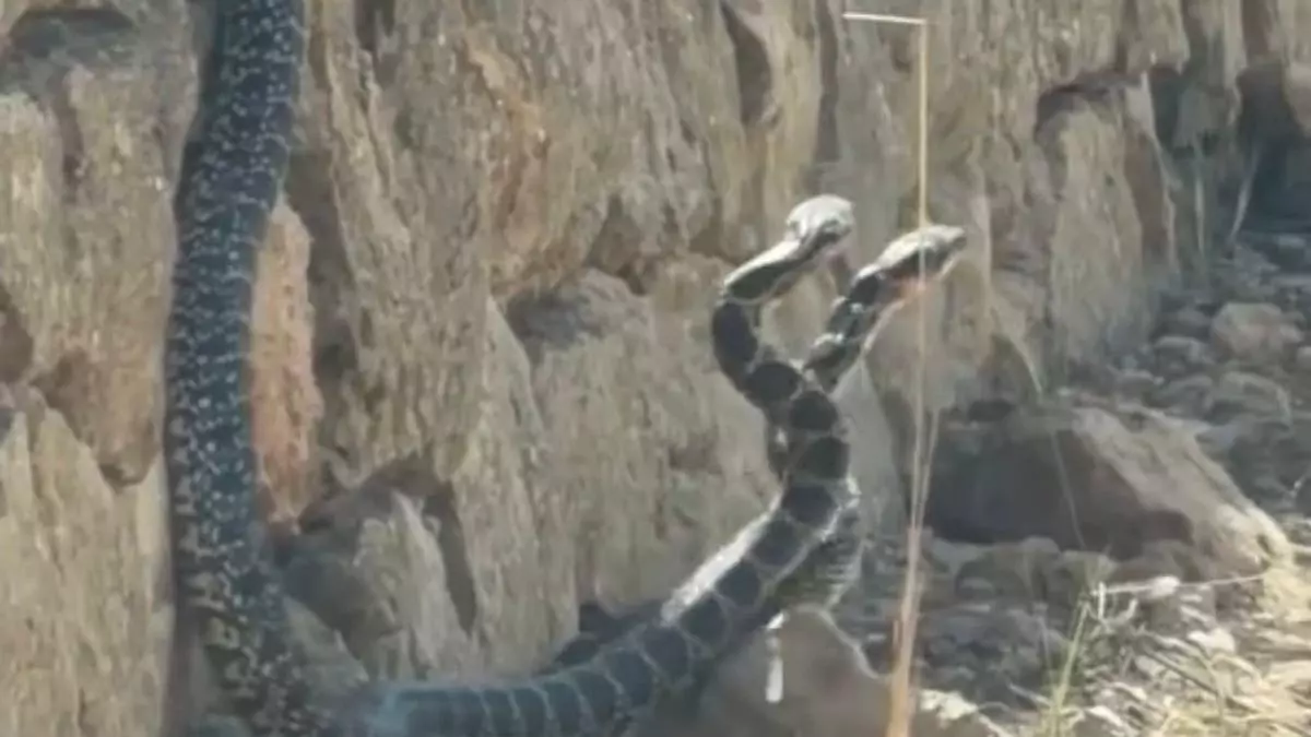 Snakes in Ibiza: two large specimens surprise residents in Santa Eulària