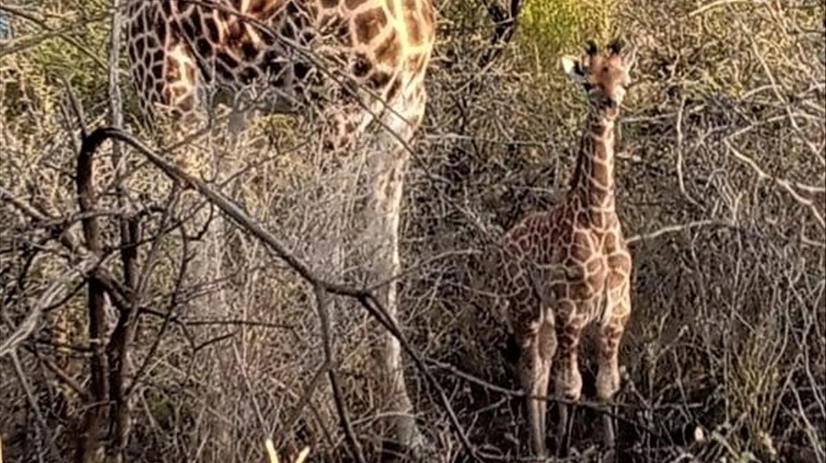 La jirafa macho rescatada en una isla de Kenia en riesgo de inundación