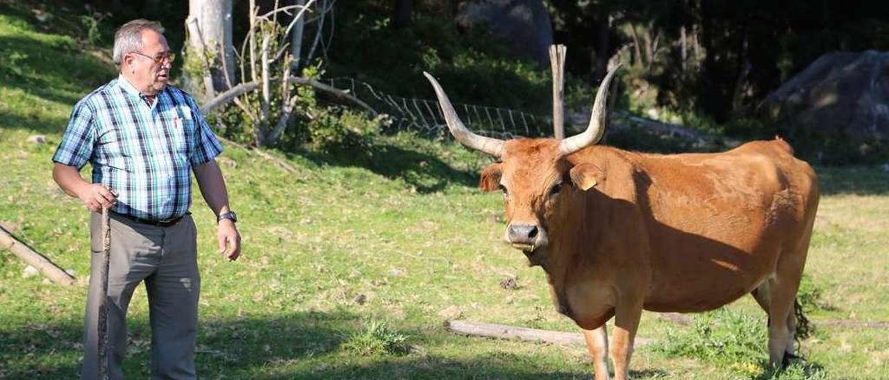 La vaca cachena parece haberse adaptado perfectamente a los montes de San Vicente. // Muñiz