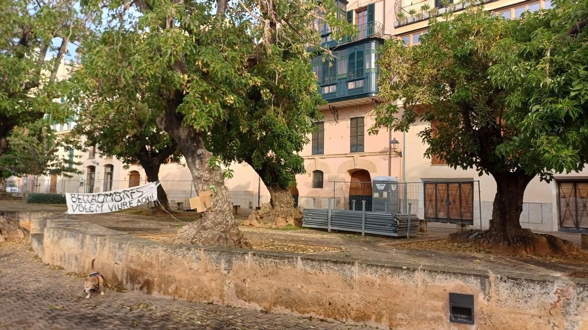 Imagen de los bellasombra de la plaza Llorenç Villalonga esta mañana, con las vallas retiradas a un lado.