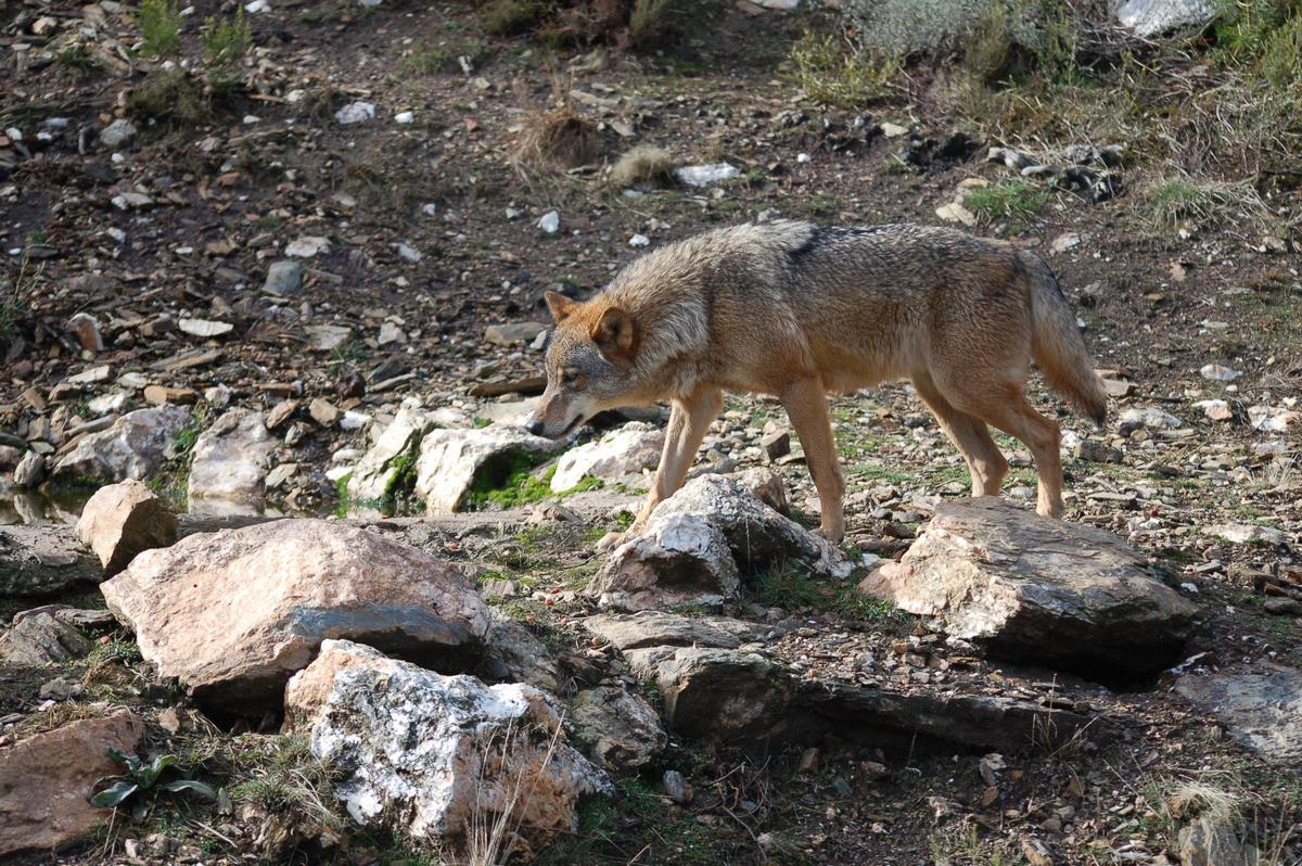Uno de los lobos que vien en la Reserva de la Sierra de la Culebra en Zamora.