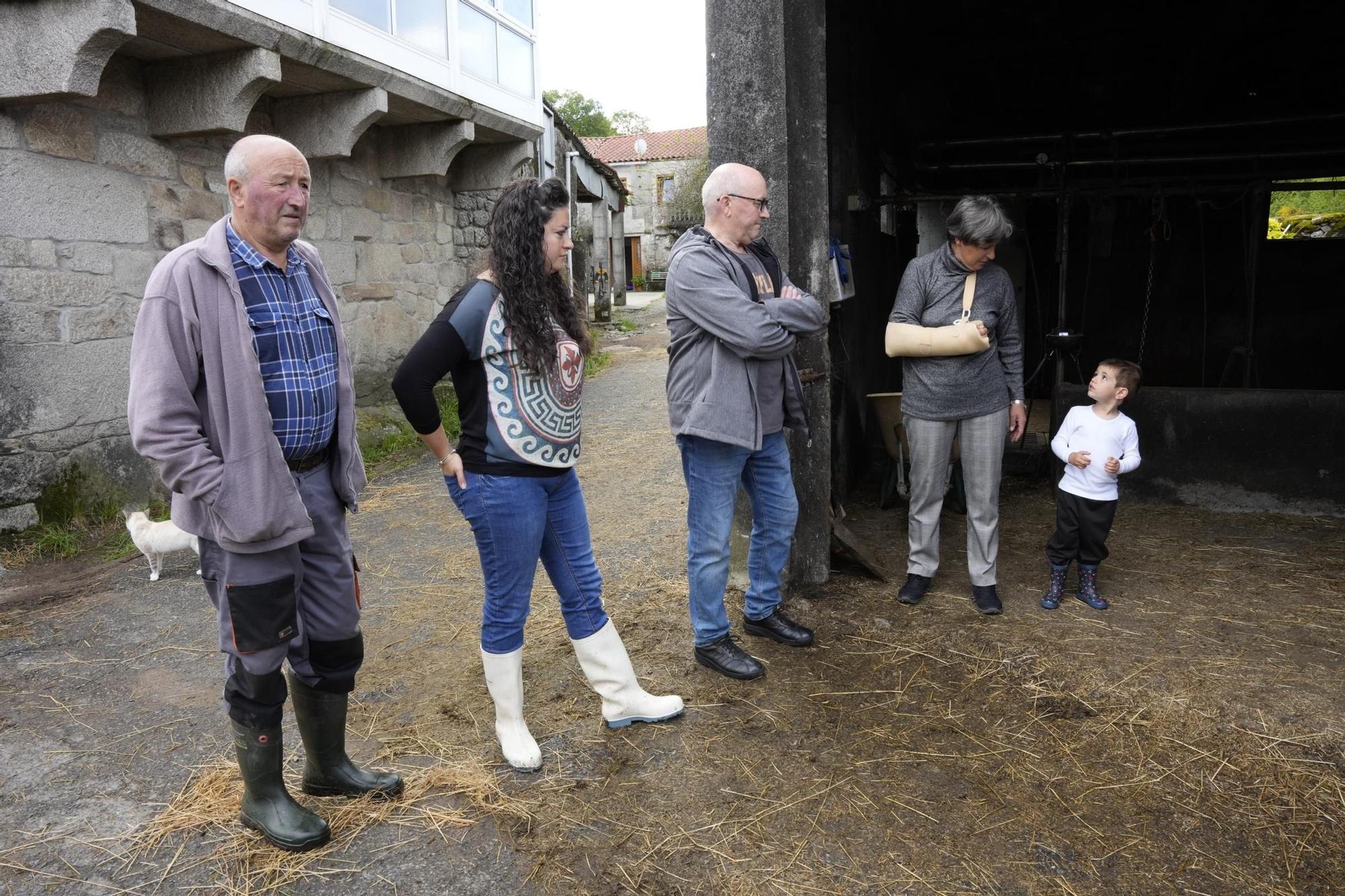 Una explotación de Rodeiro pierde 22 vacas fulminadas por un rayo