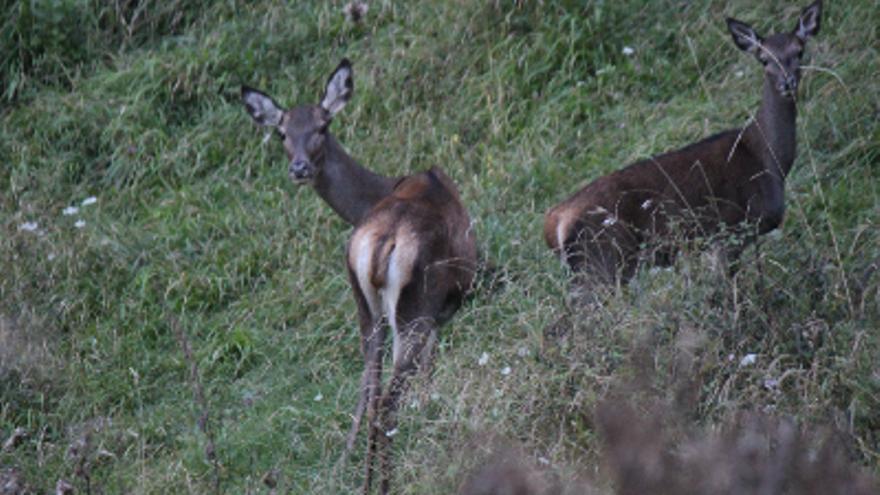 Cèrvols al parc de l&#039;Alt Pirineu