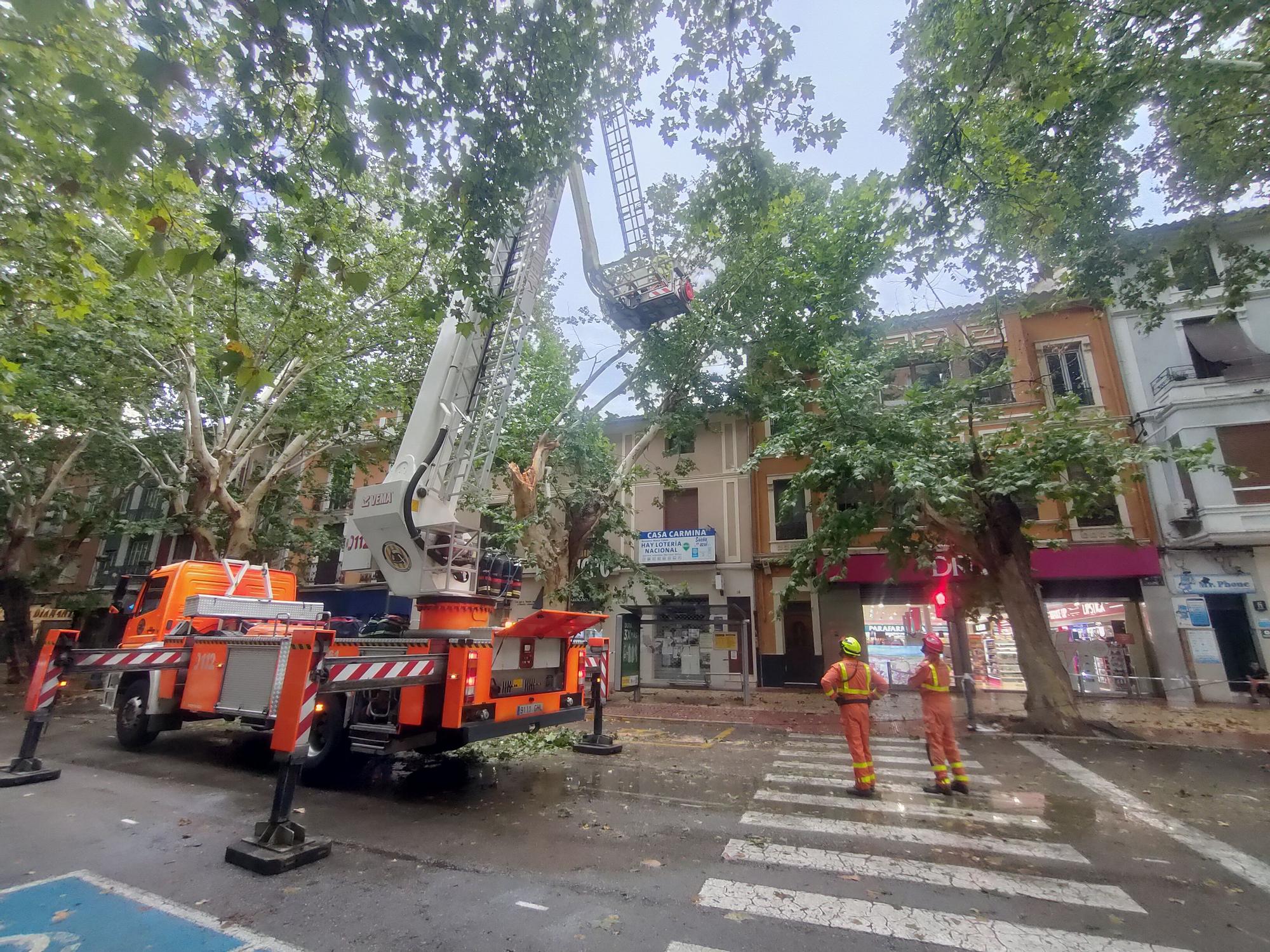 Ramas caídas y árboles arrancados en Xàtiva tras la tormenta del fin de semana