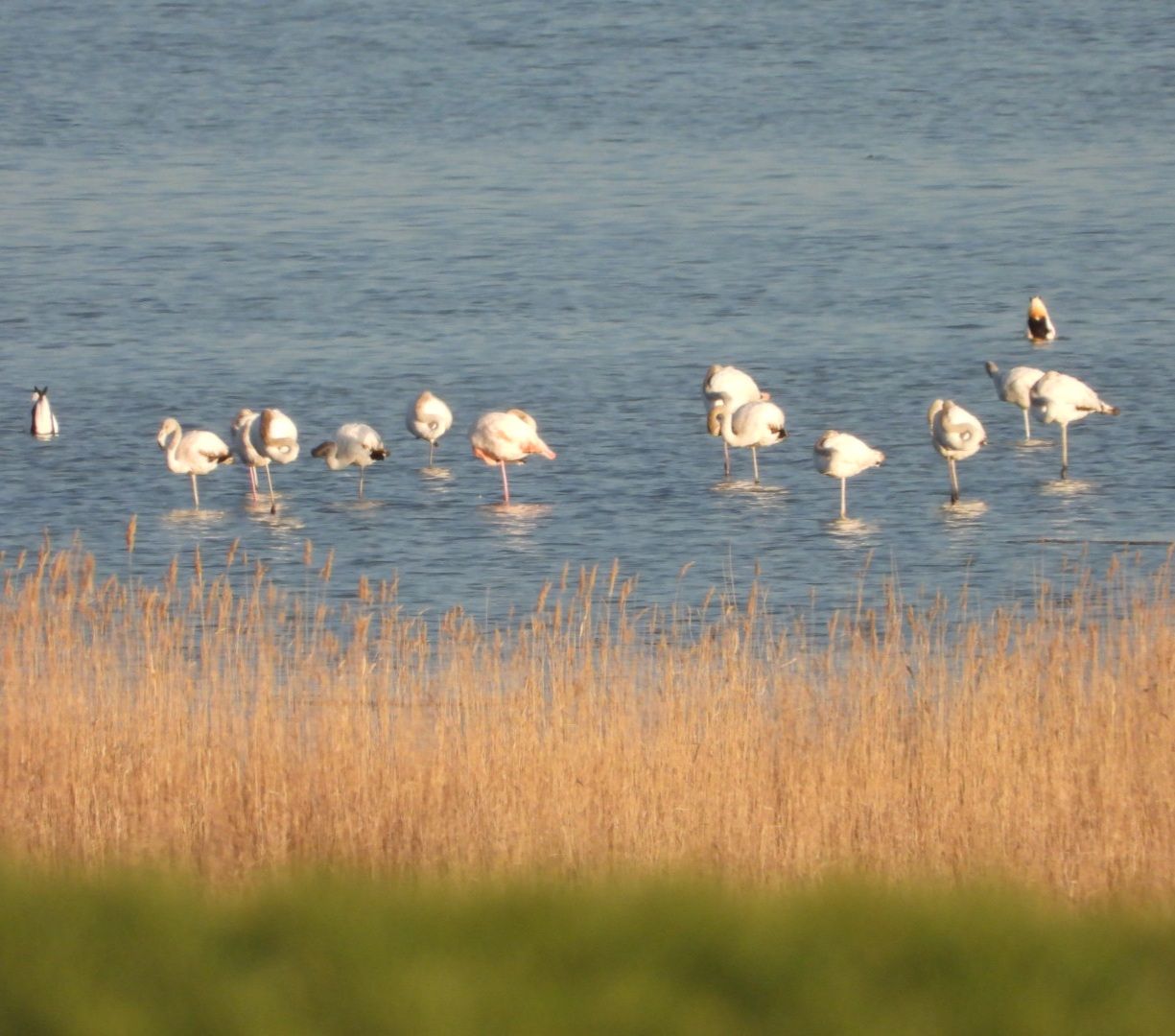 Aves en la Laguna de Gallocanta