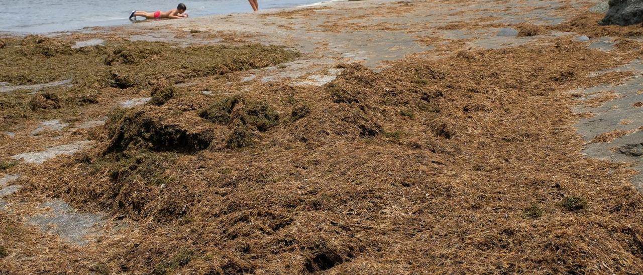 Una famila pasa el día en las piscinas de La Laja. La arribazón de sebas afecta sobre todo a la piscina más pequeña, la que usan los niños y niñas  . | | ANDRÉS CRUZ