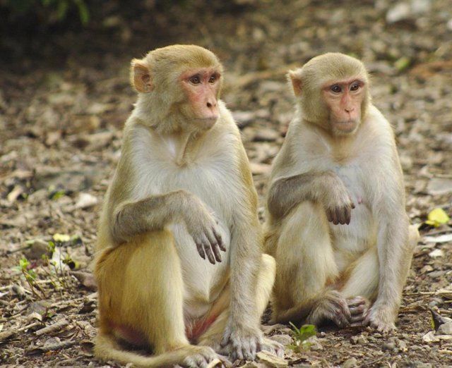 Macaco, mono rhesus.