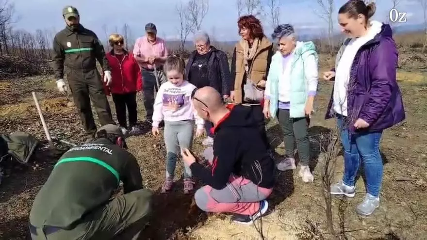100 nuevos robles y encinas en el monte Vallecino de Manzanal de los Infantes