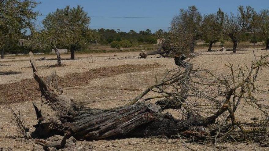 Auf einer Finca bei Son Carrió auf Mallorca sind bereits alle Mandelbäume abgestorben