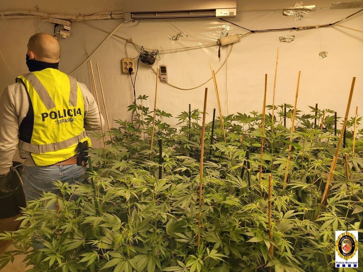 La Policia de Terrassa posa 54 denúncies i desmantella un cultiu de marihuana