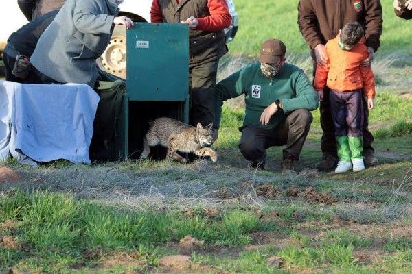 Momento de la puesta en libertad de un lince ibérico