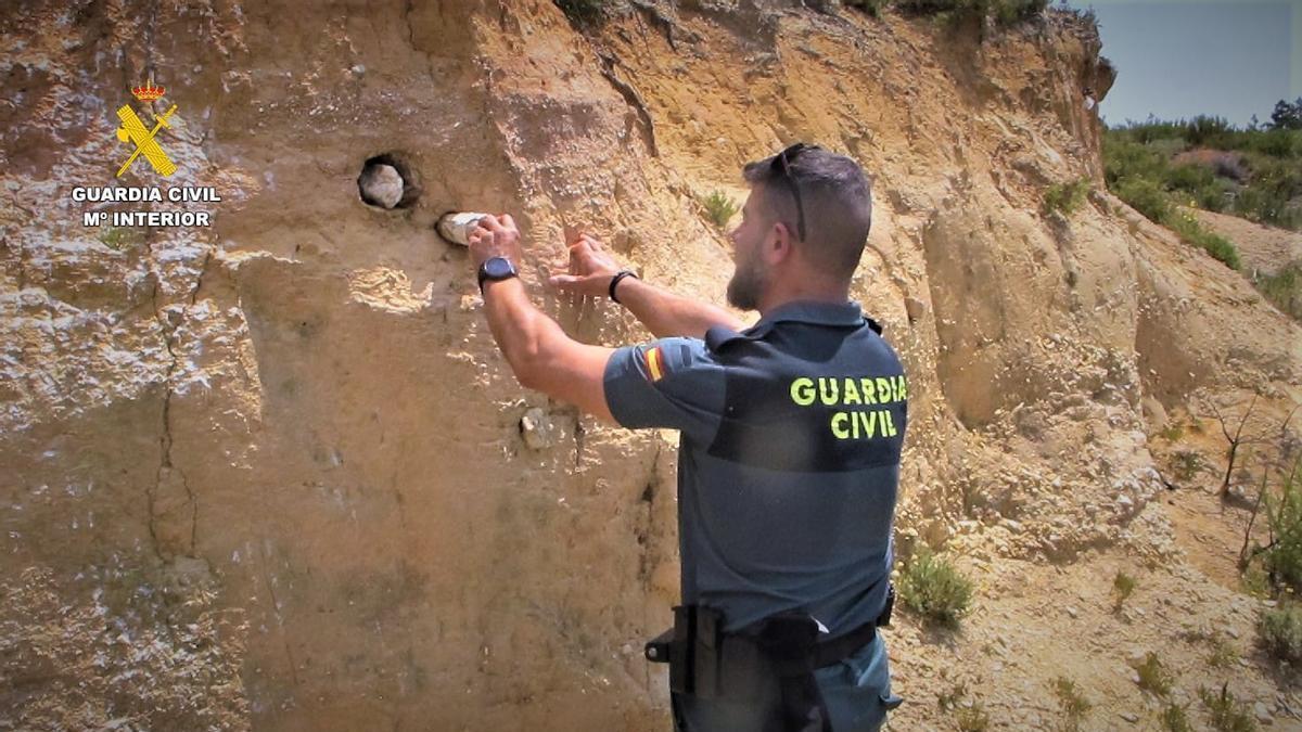 Agente de la Guardia Civil inspecciona de uno de los nidos.