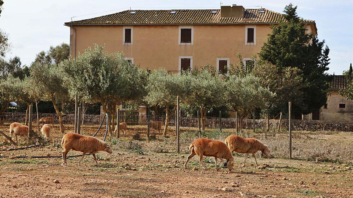 Mallorquinische Schafe grasen vor dem neuesten der Gebäude auf Son Real.