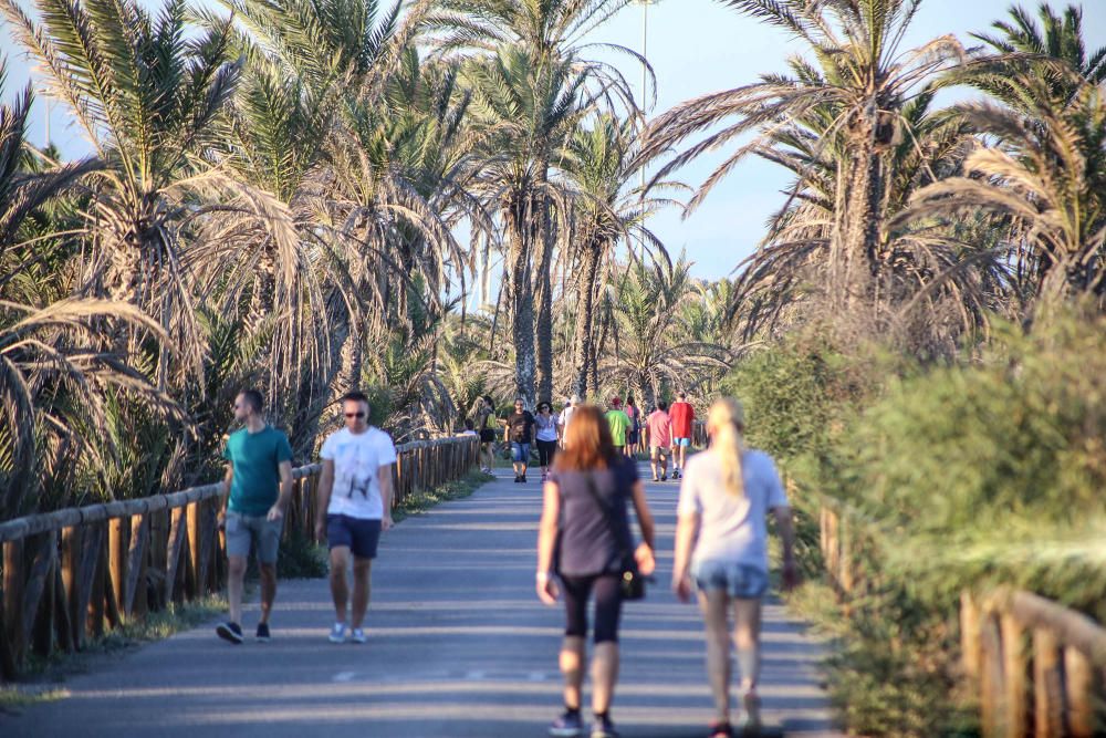 La pinada de Guardamar tiene su origen en una repoblación de principios del siglo XX para evitar que las dunas móviles se "tragaran" el casco urbano