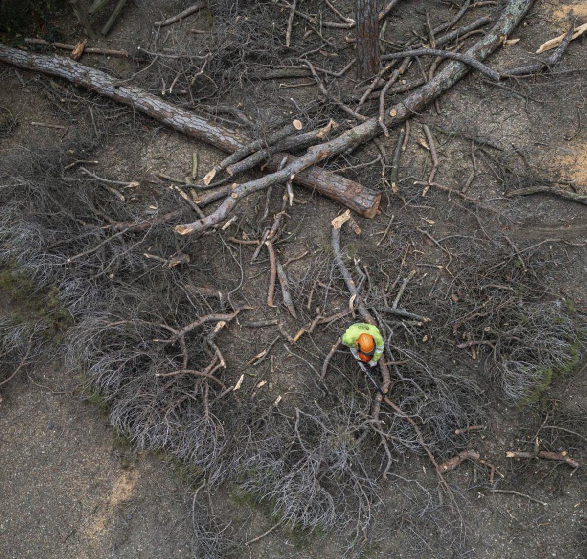 Catalunya identifica les millors zones per talar arbres i disposar de més aigua