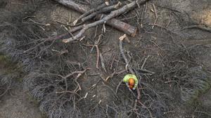 Catalunya identifica les millors zones per talar arbres i disposar de més aigua