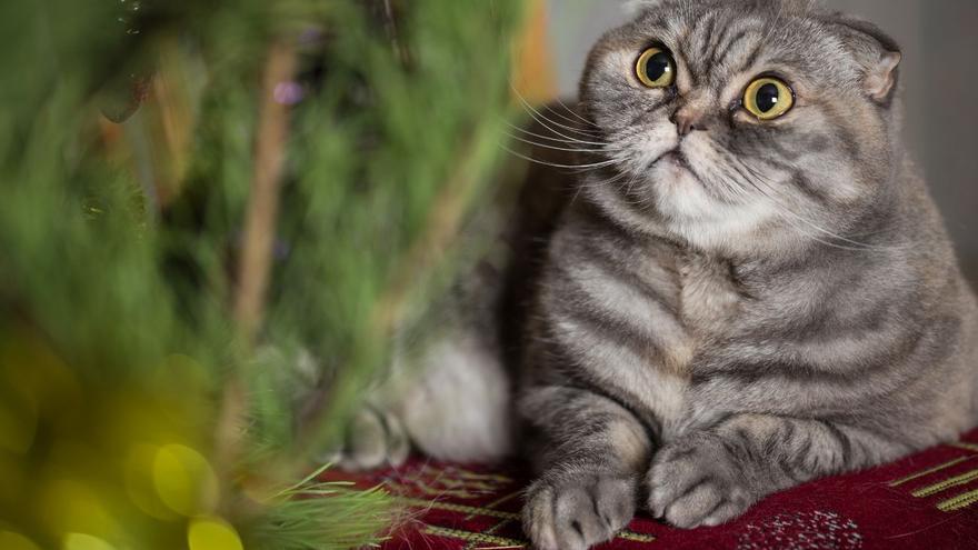 Un árbol de Navidad plegable se hace viral: ideal para vagos