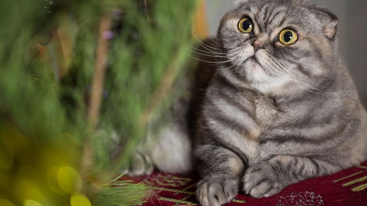 ÁRBOL DE NAVIDAD ORIGINAL | Un árbol de Navidad plegable se hace viral: ideal para vagos