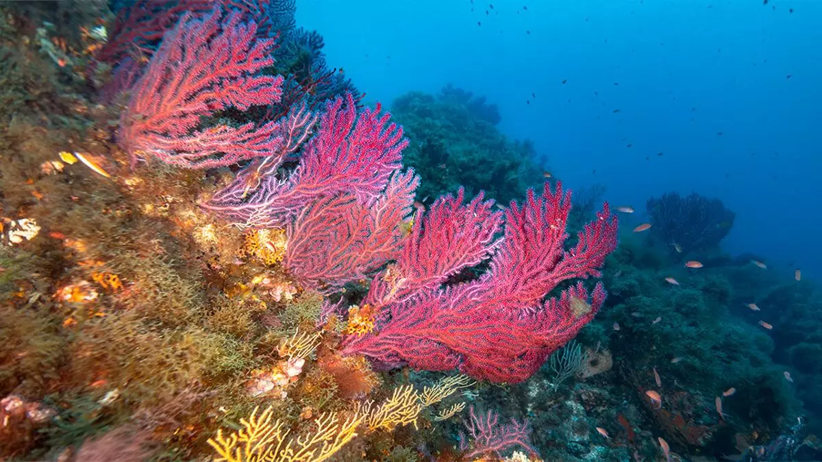 Proteger la biodiversidad marina comienza por conservar su hábitat