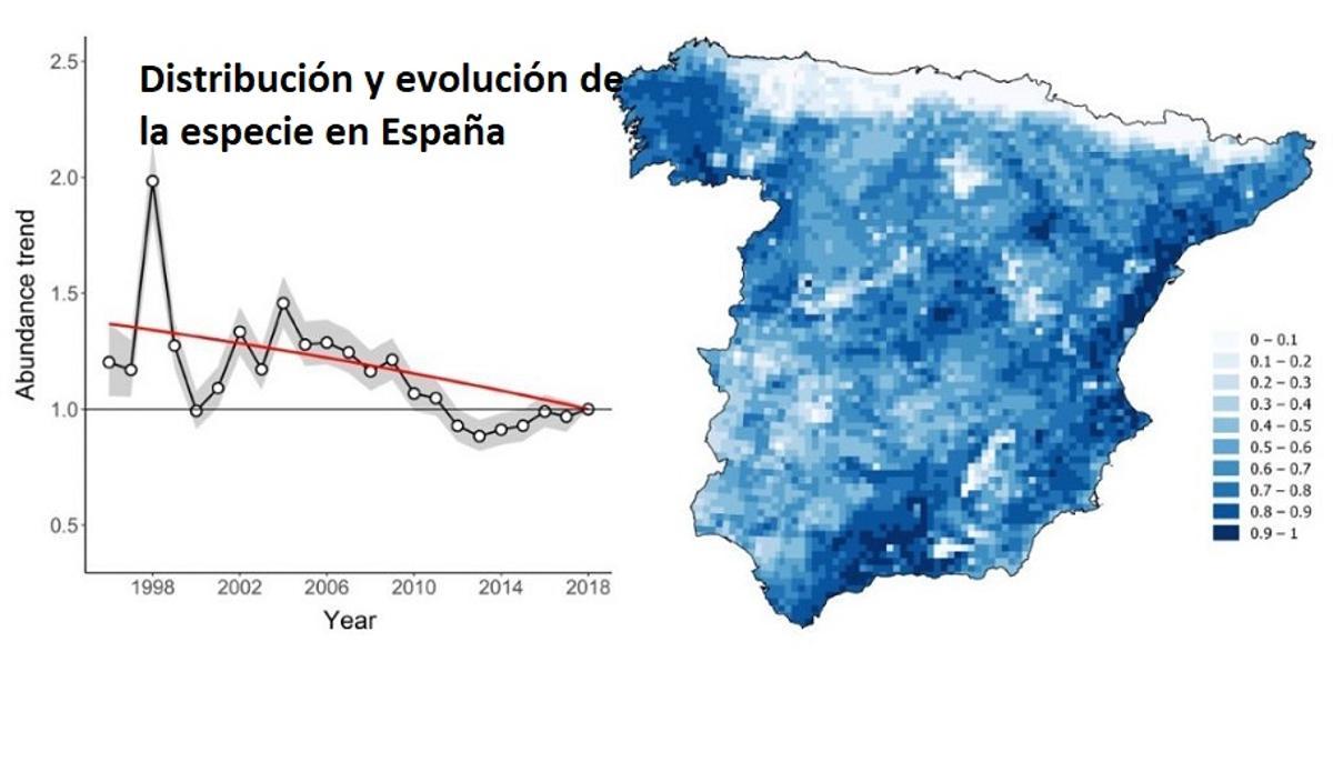 El Congreso aprueba pedir la protección de la tórtola en España