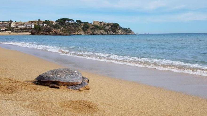 Una tortuga mentre es retorna al mar