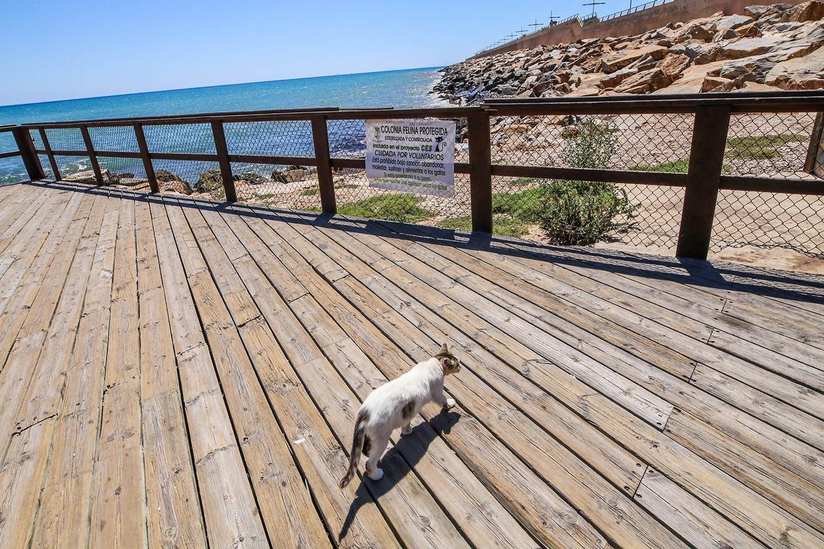 Colonia de gatos del Hombre del Mar en Torrevieja, que recibe atención casi diaria por parte de alimentadores