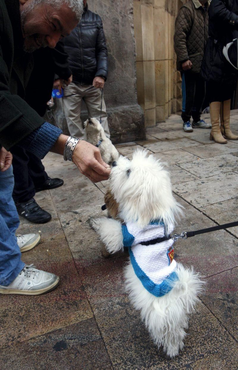 Celebración de San Antón, bendición de los animales