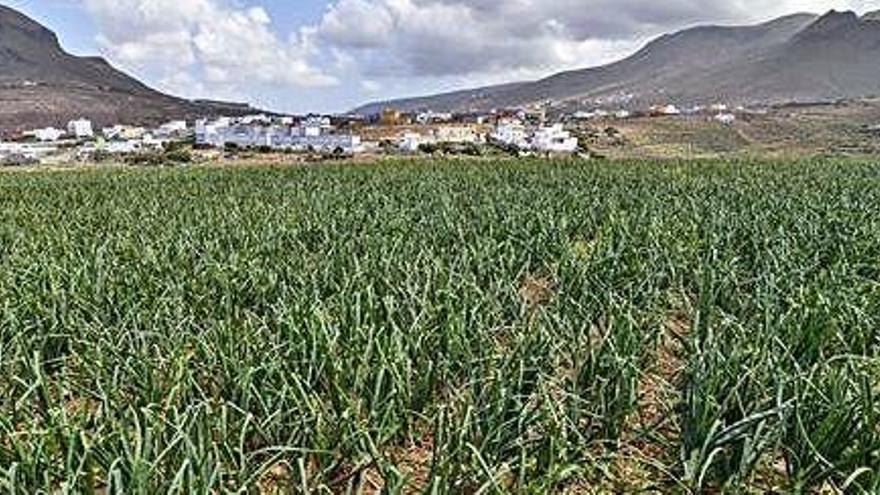 Vista de una finca de cebollas en Piso Firme de Gáldar.
