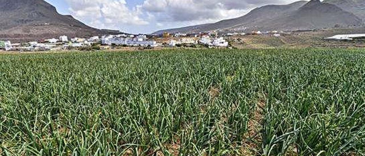 Vista de una finca de cebollas en Piso Firme de Gáldar.