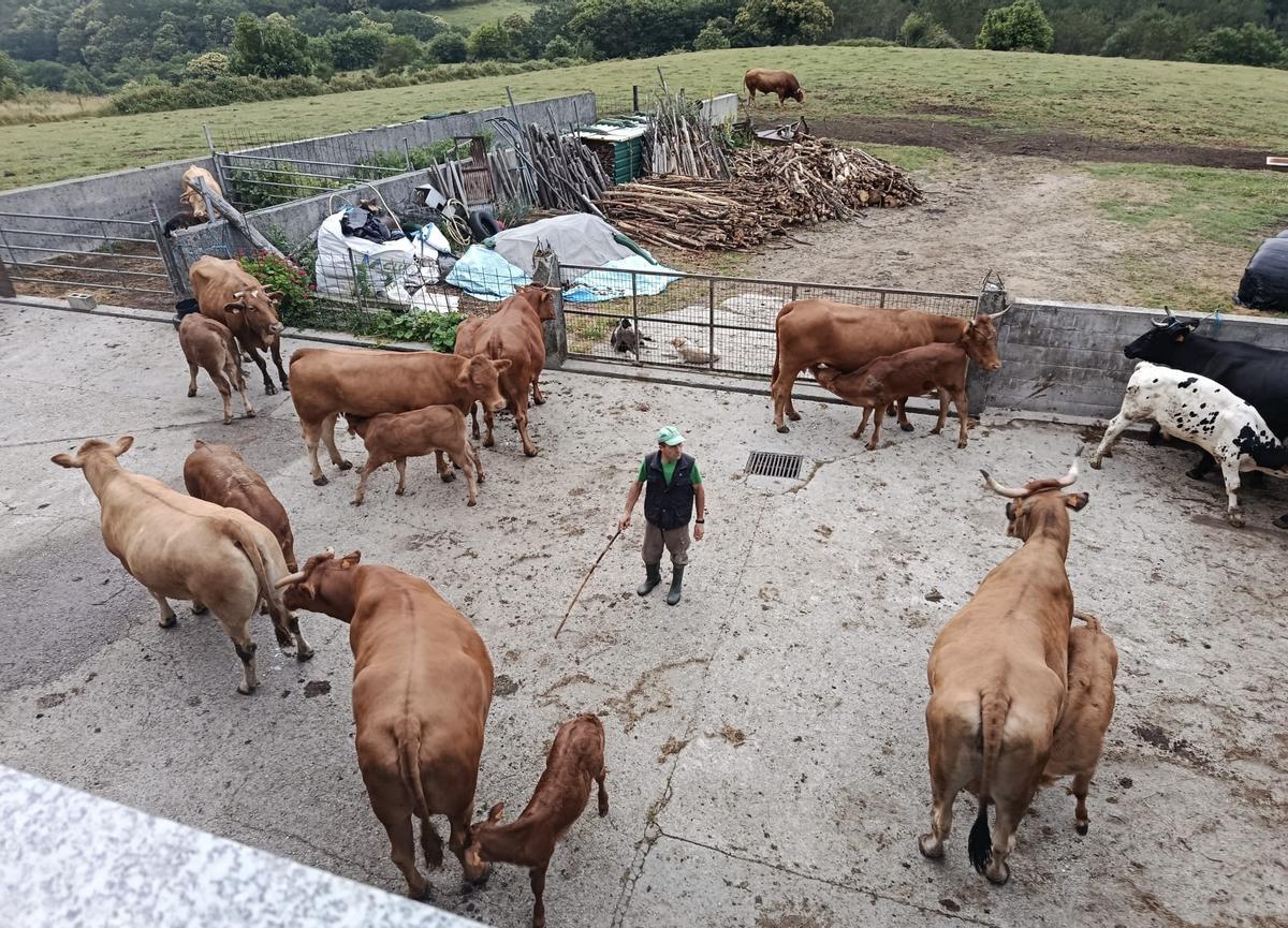 Rubias gallegas en una granja de Negreira