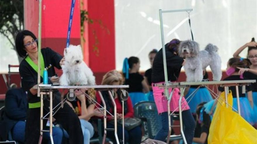 Celebración de &#039;Un Día de Perros 4&#039; en el Parque Santa Catalina