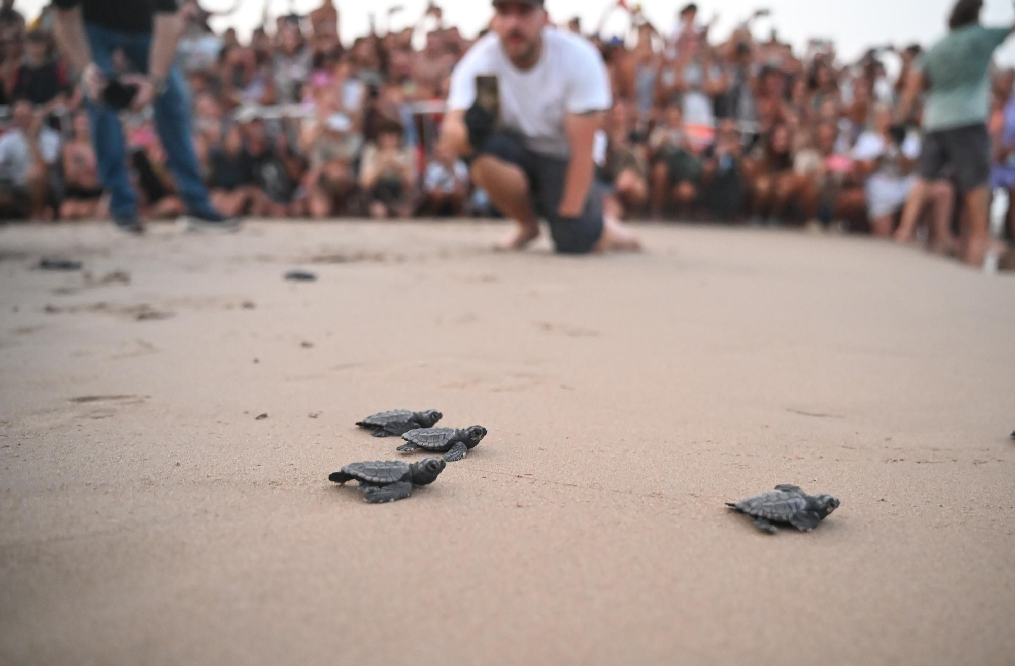 Gran expectación en Arenales del Sol por la suelta de 57 tortugas bobas recién nacidas